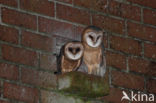 Barn Owl (Tyto alba)