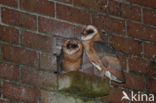 Barn Owl (Tyto alba)