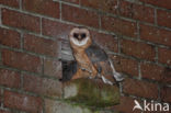 Barn Owl (Tyto alba)