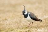 Lapwing (Vanellus vanellus)