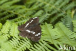 Kleine IJsvogelvlinder (Limenitis camilla)