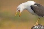 Kleine Mantelmeeuw (Larus fuscus)