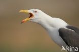 Kleine Mantelmeeuw (Larus fuscus)