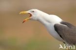 Lesser Black-backed Gull (Larus fuscus)