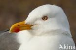 Kleine Mantelmeeuw (Larus fuscus)