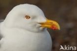 Kleine Mantelmeeuw (Larus fuscus)