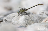 Green-eyed Hooktail (Onychogomphus forcipatus)