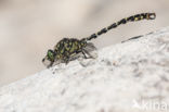 Green-eyed Hooktail (Onychogomphus forcipatus)