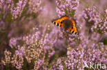 Kleine vos (Aglais urticae)