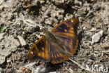 Lesser Purple Emperor (Apatura ilia)