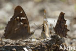 Lesser Purple Emperor (Apatura ilia)