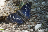 Kleine weerschijnvlinder (Apatura ilia)