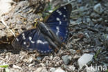 Lesser Purple Emperor (Apatura ilia)