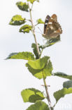Kleine weerschijnvlinder (Apatura ilia)