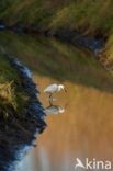 Little Egret (Egretta garzetta)