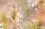 Oblong-leaved Sundew (Drosera intermedia)