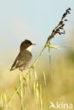 Sardinian Warbler (Sylvia melanocephala)