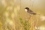 Kleine Zwartkop (Sylvia melanocephala)