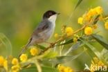 Kleine Zwartkop (Sylvia melanocephala)