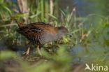 Baillon s Crake (Porzana pusilla)