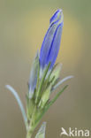 Marsh Gentian (Gentiana pneumonanthe)