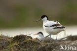 Pied Avocet (Recurvirostra avosetta)