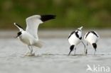 Pied Avocet (Recurvirostra avosetta)