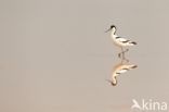 Pied Avocet (Recurvirostra avosetta)