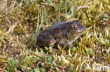 Common Spadefoot Toad (Pelobates fuscus)