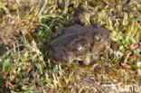 Common Spadefoot Toad (Pelobates fuscus)