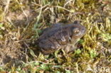 Common Spadefoot Toad (Pelobates fuscus)