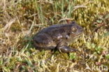 Common Spadefoot Toad (Pelobates fuscus)