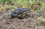 Common Spadefoot Toad (Pelobates fuscus)