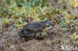 Common Spadefoot Toad (Pelobates fuscus)