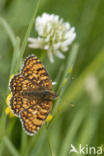 Knapweed Fritillary (Melitaea phoebe)