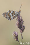 Knapweed Fritillary (Melitaea phoebe)