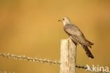 Common Cuckoo (Cuculus canorus)