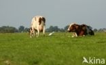 Koereiger (Bubulcus ibis)