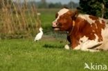 Koereiger (Bubulcus ibis)