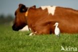 Cattle Egret (Bubulcus ibis)