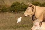 Cattle Egret (Bubulcus ibis)