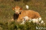 Cattle Egret (Bubulcus ibis)