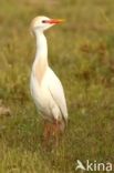 Koereiger (Bubulcus ibis)