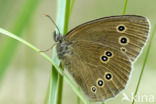 Ringlet (Aphantopus hyperantus)