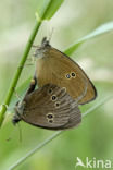 Ringlet (Aphantopus hyperantus)