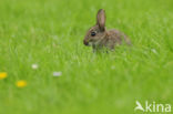 Konijn (Oryctolagus cuniculus)