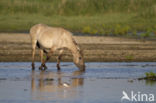 Konik horse (Equus spp)