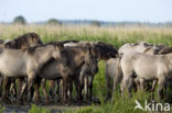 Konik horse (Equus spp)