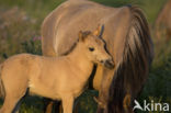 Konik horse (Equus spp)