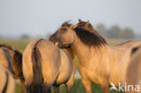 Konik horse (Equus spp)